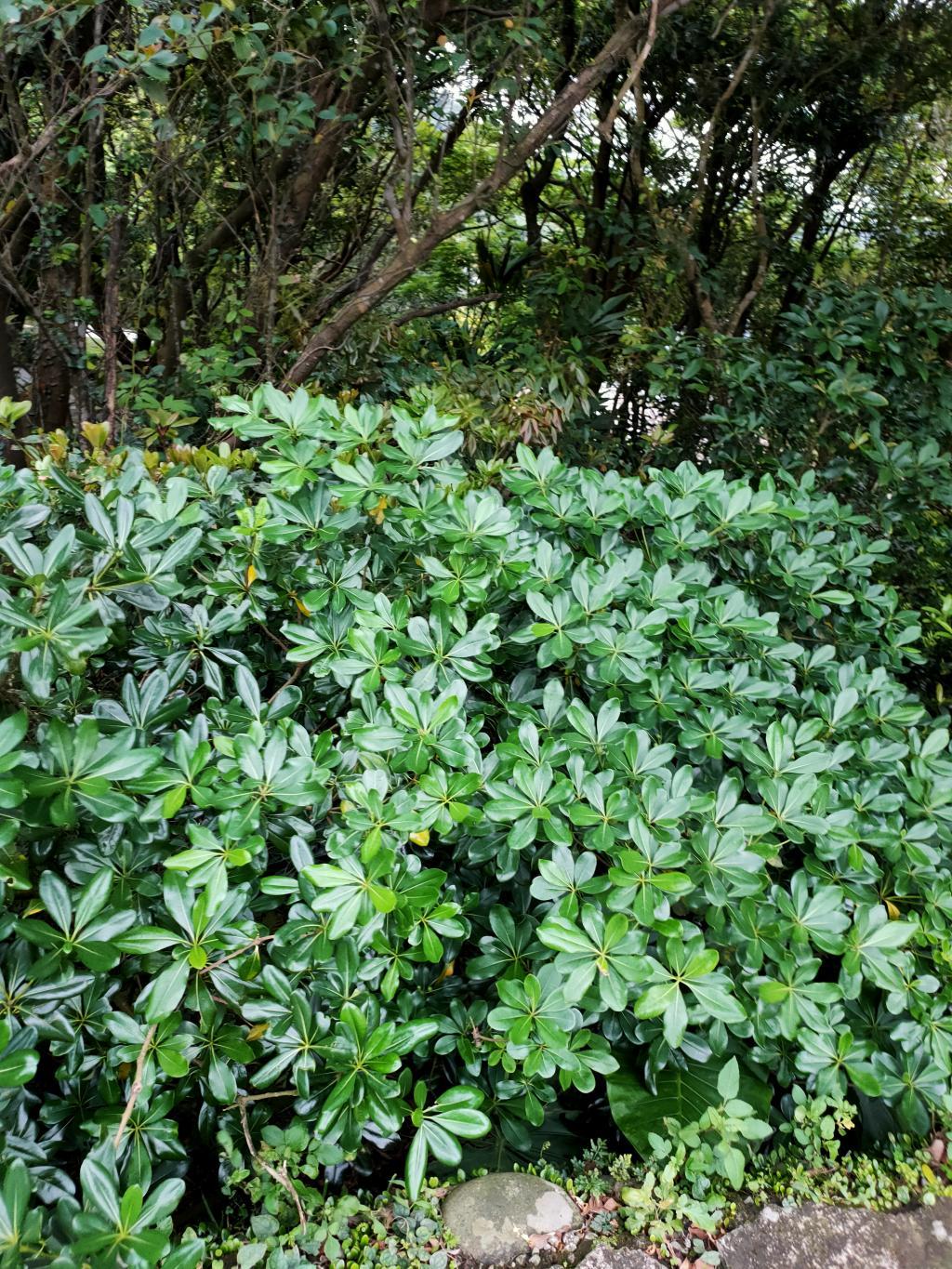 臺灣原生樹木推廣及媒合平臺 - 樹木查詢