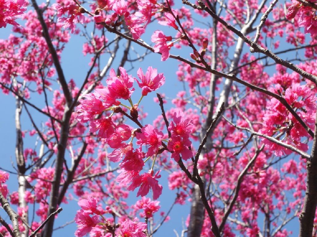 山櫻花照片