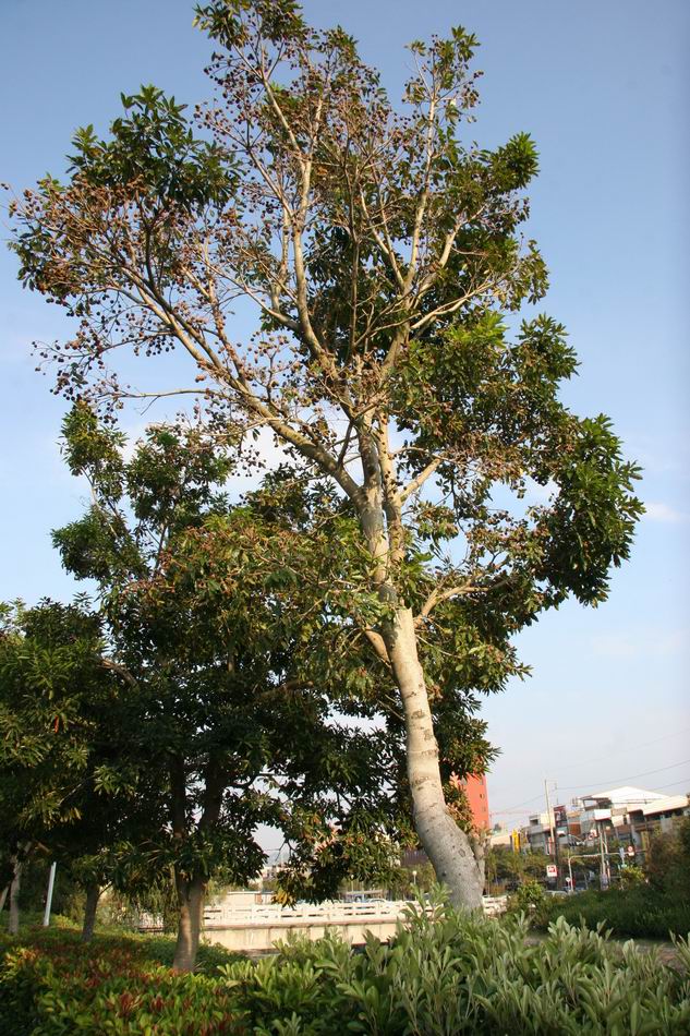 臺灣梭羅樹照片1