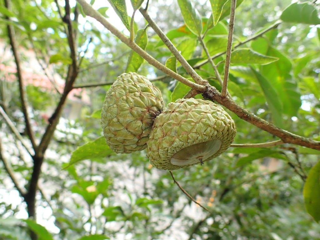臺灣原生樹木推廣及媒合平臺 - 樹木查詢