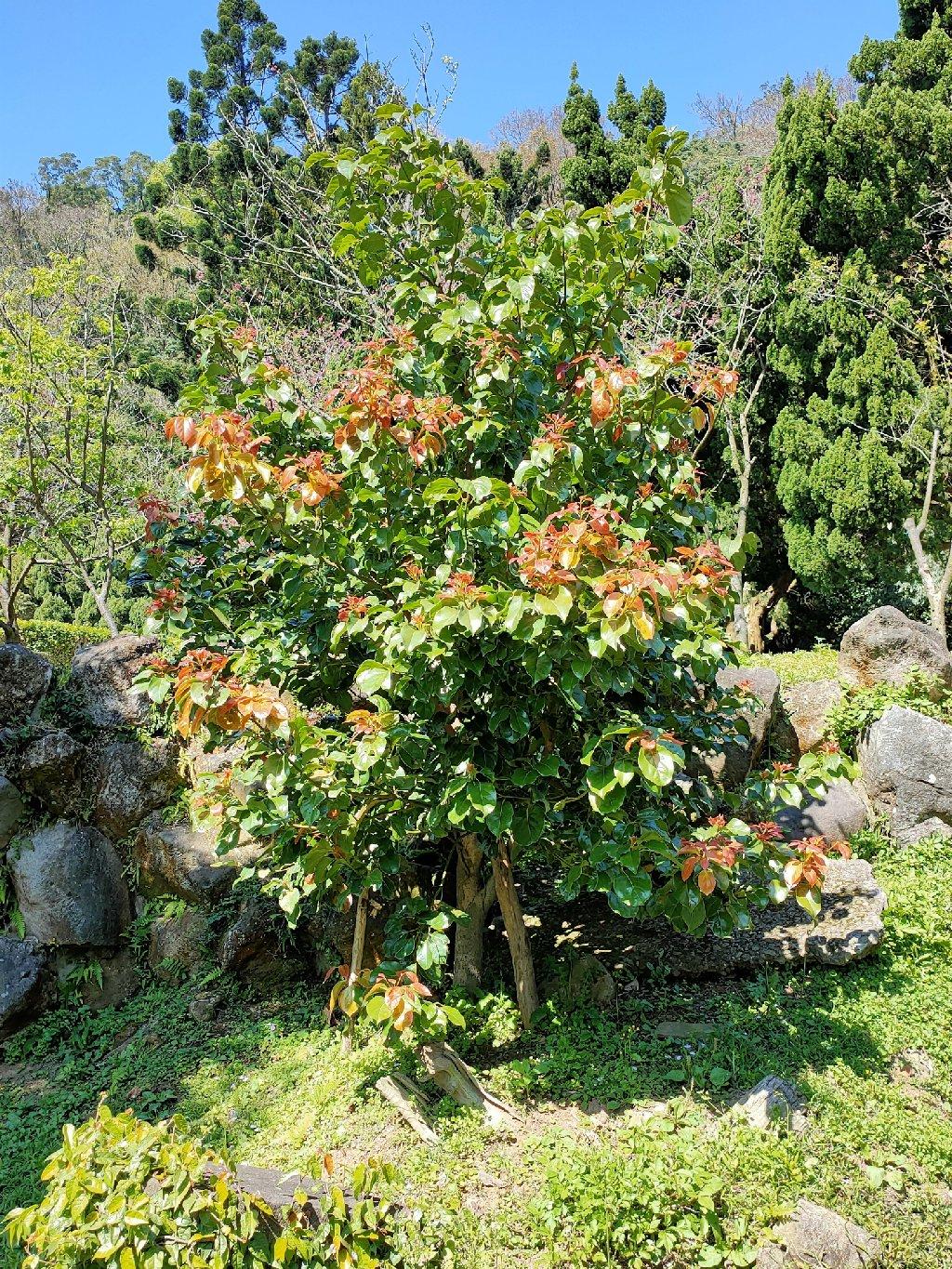 臺灣原生樹木推廣及媒合平臺 - 樹木查詢