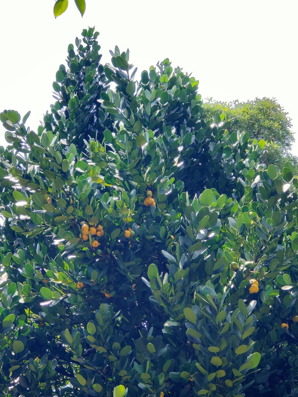 菲島福木