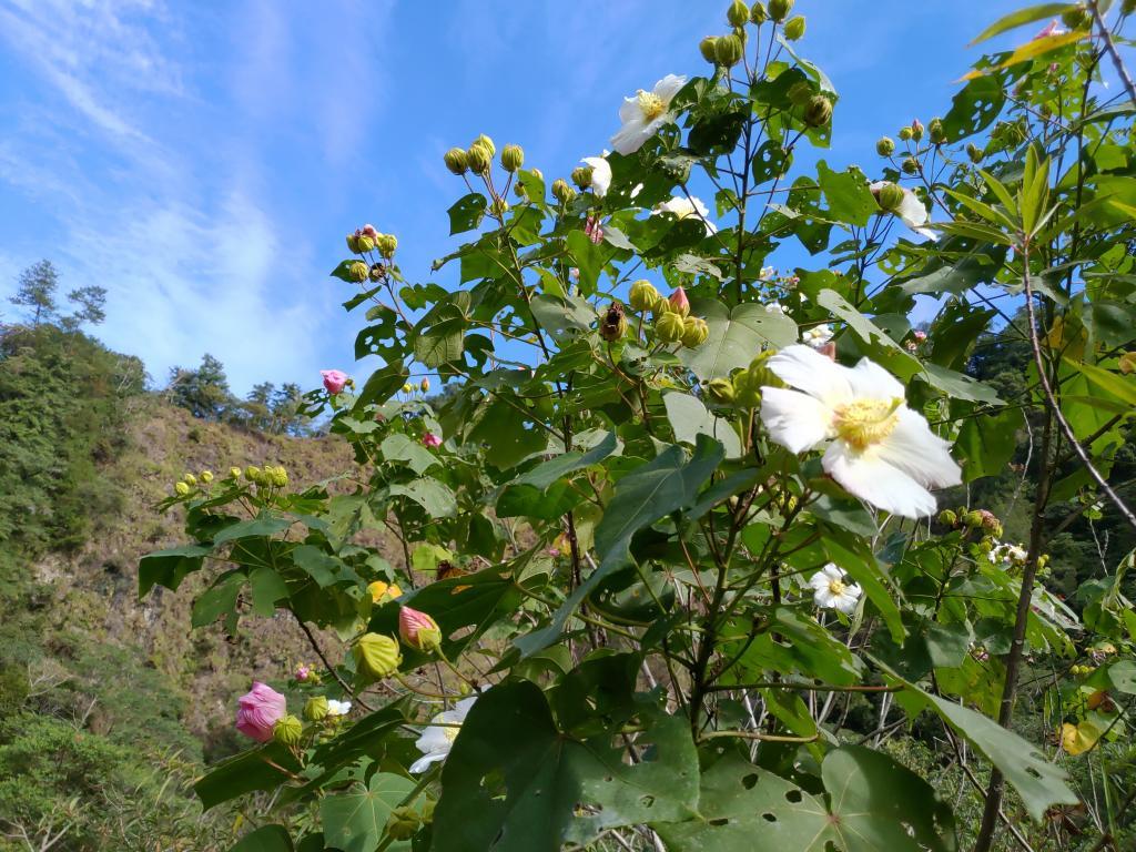臺灣山芙蓉