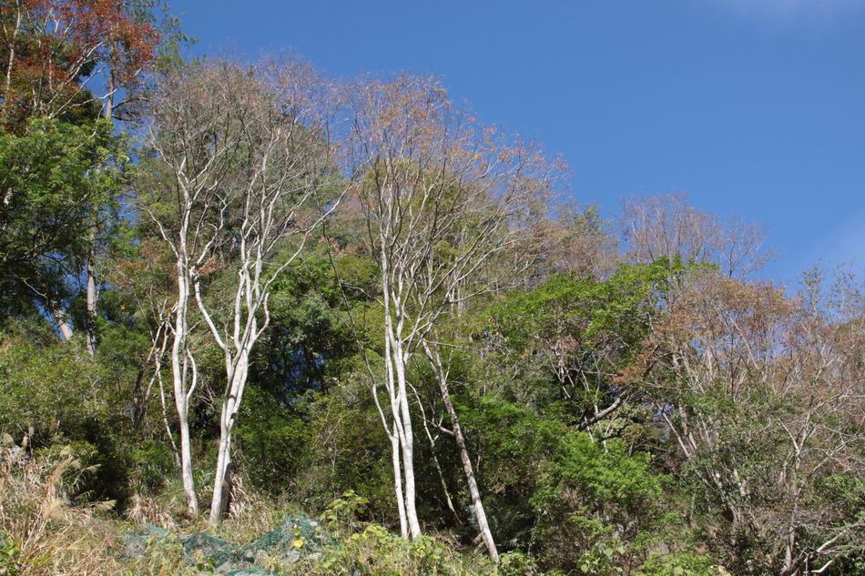 臺灣原生樹木推廣及媒合平臺 - 樹木查詢