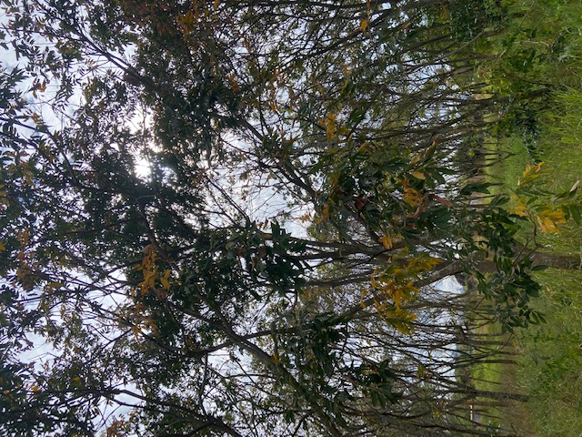 樹木照片3