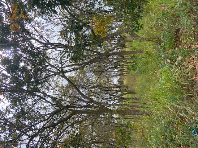 樹木照片1