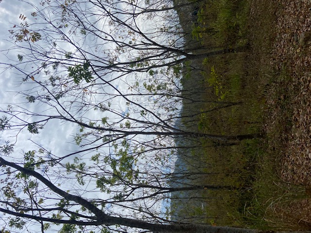 樹木照片2