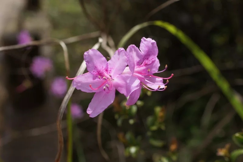 	
台灣特有種「細葉杜鵑」原生於桃竹苗山區，每到4、5月盛開，景致美不勝收。