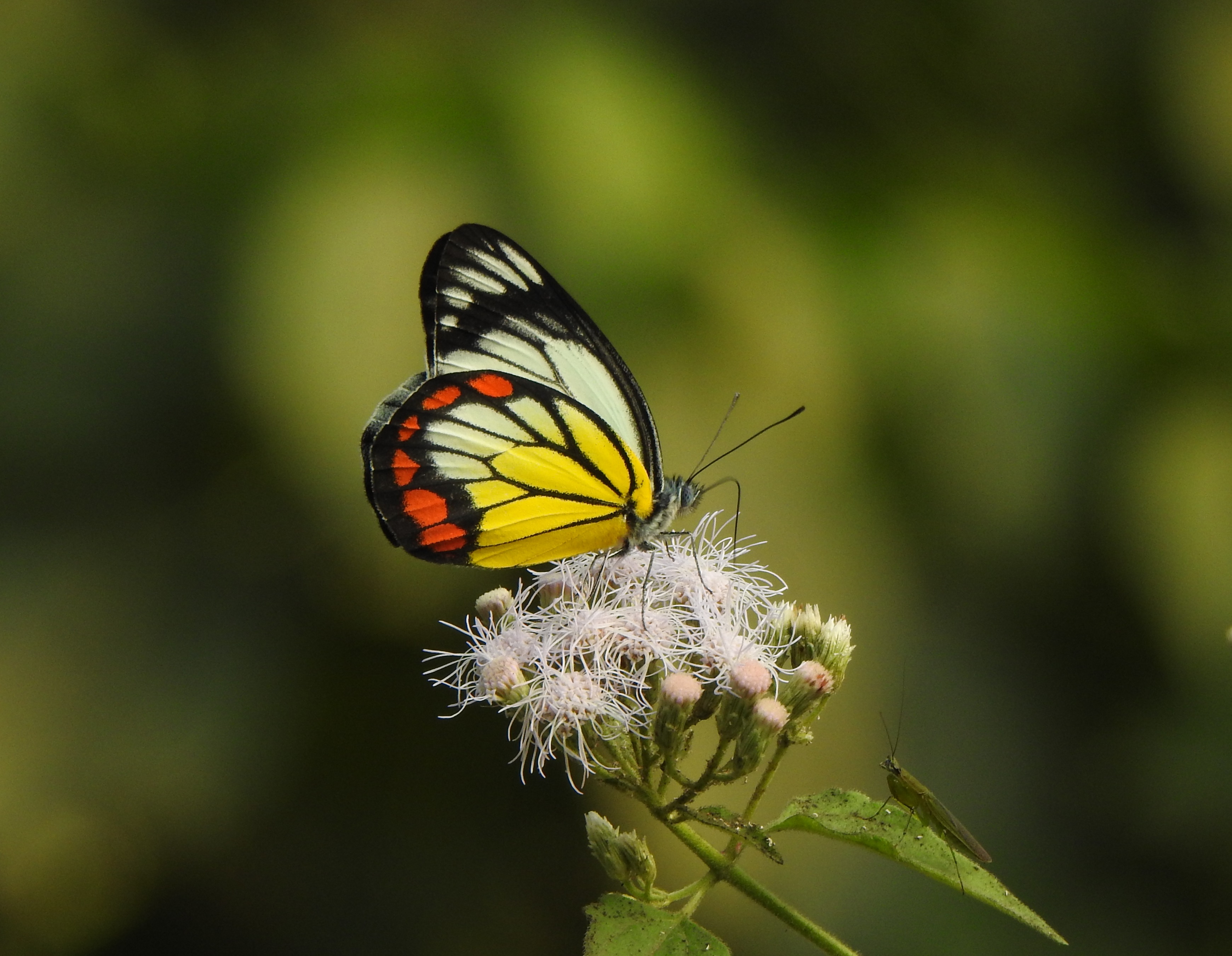 花與蝶的結合是很美的構圖-香澤蘭與紅肩粉蝶.