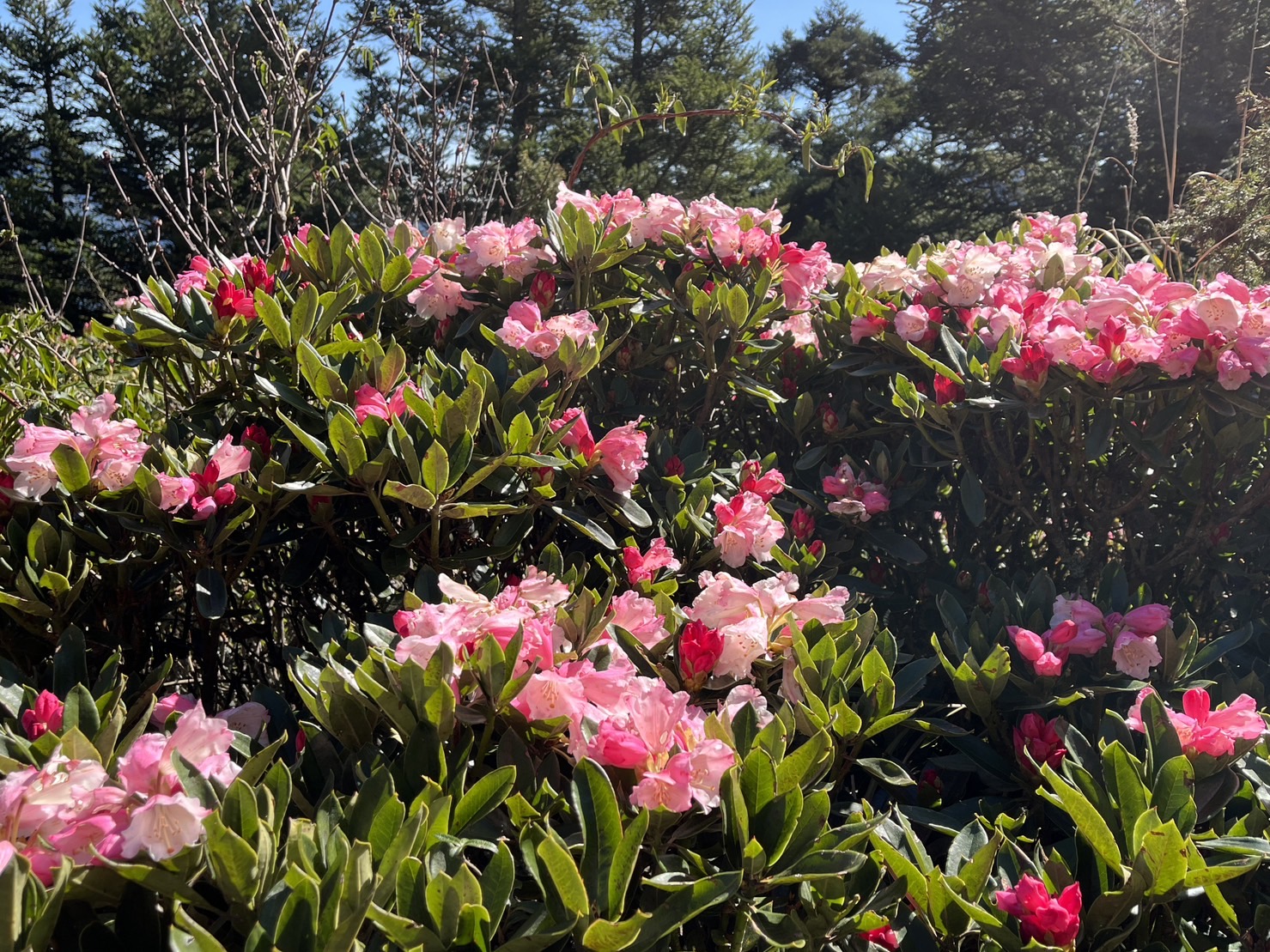 玉山杜鵑花色將隨著綻開由桃紅色漸漸轉變為粉紅、白色，在山林間為綠色植物增加更豐富的紅白相間美麗色彩