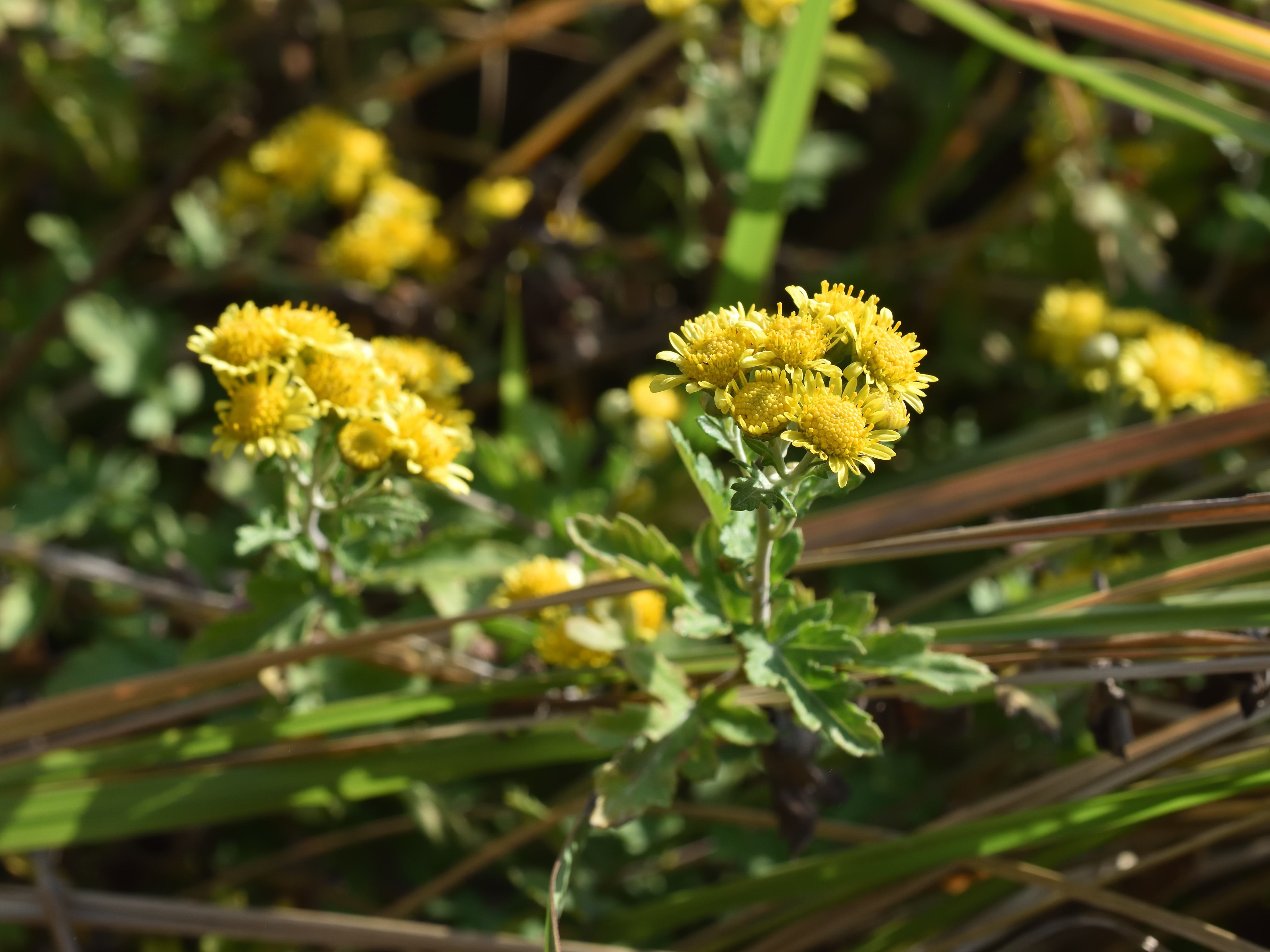 展現亮黃色澤花朵的新竹油菊。(攝影林業試驗所)