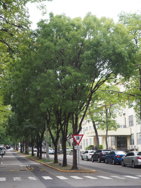 黃連木季節形態變化大，裝飾城鎮道路